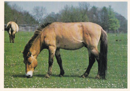 Horse - Cheval - Paard - Pferd - Cavallo - Cavalo - Caballo - Häst - Penny's Album - Przewalski - Chevaux