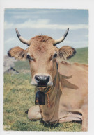 Vache Bovin Des Combrailles Originaire Du Plateau D'Aubrac, Sud Du Massif Central (cp N°2701 Cap) Reine - Mucche