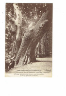 Cpa - Thème Arbre - Auvergne - Gros Chêne Du Parc Du Château De Cordès - 4550 Ideal - Bomen