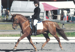 Horse - Cheval - Paard - Pferd - Cavallo - Cavalo - Caballo - Häst - Stallion Iikor - Horse College - RARE - Pferde