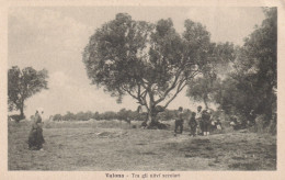 Valona Tra Gli Ulivi Secolari - Albanie