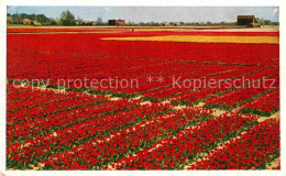 72842267 Lisse Keukenhof Lisse - Autres & Non Classés