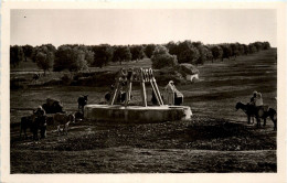 Sfax - Mellouleche - Tunisie