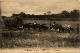 Kisantu - Rijsoogst - Andere & Zonder Classificatie