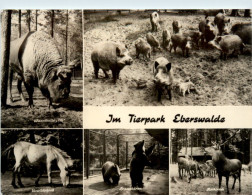 Im Tierpark Eberswalde, Div. Bilder - Eberswalde