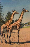 Giraffe - Giraffe