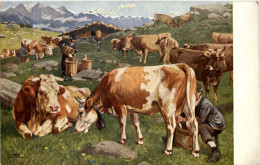Kühe - Cow - Mucche