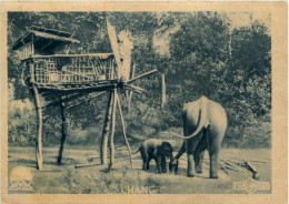 Chang - Elefant - Olifanten