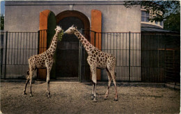 Basel - Zoologischer Garten - Giraffen - Altri & Non Classificati