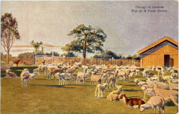 Brasil - Elevage De Moutons - Autres & Non Classés