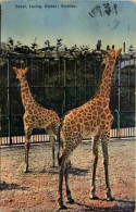 Basel - Zoologischer Garten - Giraffen - Andere & Zonder Classificatie