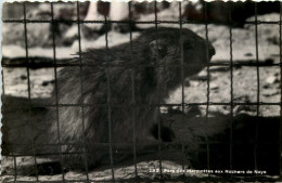 Parc Des Marmottes Aux Rochers De Naye - Other & Unclassified