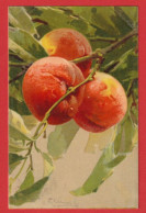 AD975 C.KLEIN AQUARELLE ABRICOTS FRUITS GOM CIRCULEE 1913 CARTE ASPECT TOILE - Klein, Catharina