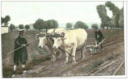 Autres & Non Classés. Attelage De Boeufs Et Labourage Aux Environs De Vichy. - Sonstige & Ohne Zuordnung