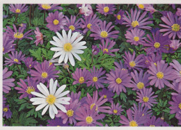 FLOWERS Vintage Ansichtskarte Postkarte CPSM #PBZ203.DE - Blumen