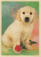 HUND Tier Vintage Ansichtskarte Postkarte CPSM #PBQ376.DE - Dogs