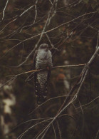 VOGEL Tier Vintage Ansichtskarte Postkarte CPSM #PAN238.DE - Vögel