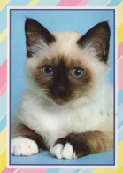KATZE MIEZEKATZE Tier Vintage Ansichtskarte Postkarte CPSM #PAM550.DE - Katzen
