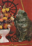 KATZE MIEZEKATZE Tier Vintage Ansichtskarte Postkarte CPSM #PAM114.DE - Chats