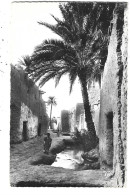 Algérie - VIEUX BISKRA - Lot De 2 Cartes - N°1 -  (Voir Paragraphe Description) - Biskra