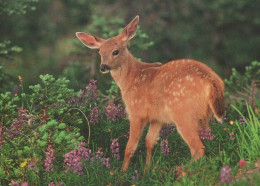 CIERVOS Animales Vintage Tarjeta Postal CPSM #PBS530.ES - Andere & Zonder Classificatie