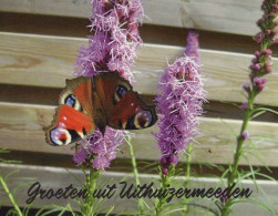 MARIPOSAS Animales Vintage Tarjeta Postal CPSM #PBS469.ES - Butterflies