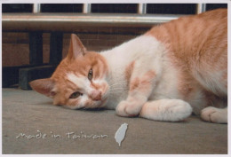 GATO GATITO Animales Vintage Tarjeta Postal CPSM #PBQ961.ES - Chats