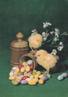 PASCUA POLLO HUEVO Vintage Tarjeta Postal CPSM #PBO729.ES - Pasqua