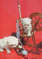GATO GATITO Animales Vintage Tarjeta Postal CPSM #PAM614.ES - Katzen