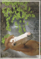 CHEVAL Animaux Vintage Carte Postale CPSM #PBR957.FR - Horses