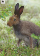 LAPIN Animaux Vintage Carte Postale CPSM #PBR156.FR - Other & Unclassified