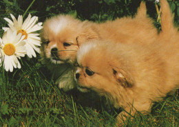 CHIEN Animaux Vintage Carte Postale CPSM #PBQ713.FR - Hunde