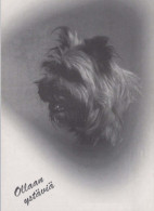 CHIEN Animaux Vintage Carte Postale CPSM #PBQ375.FR - Hunde