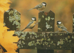 OISEAU Animaux Vintage Carte Postale CPSM #PAN174.FR - Uccelli