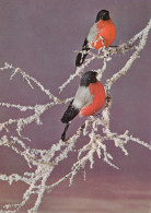 OISEAU Animaux Vintage Carte Postale CPSM #PAM928.FR - Birds
