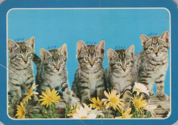 CHAT CHAT Animaux Vintage Carte Postale CPSM #PAM426.FR - Cats