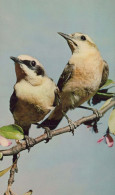 BIRD Animals Vintage Postcard CPA #PKE802.GB - Oiseaux