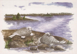 SEAL Animals Vintage Postcard CPSM #PBS651.GB - Altri & Non Classificati