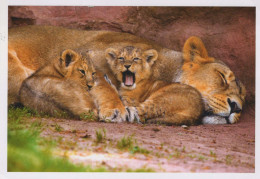 LION Animals Vintage Postcard CPSM #PBS029.GB - Leones