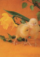 EASTER CHICKEN EGG Vintage Postcard CPSM #PBO728.GB - Pâques