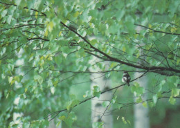 BIRD Animals Vintage Postcard CPSM #PAN235.GB - Vogels