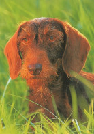 DOG Animals Vintage Postcard CPSM #PAN421.GB - Hunde