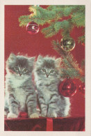 CAT KITTY Animals Vintage Postcard CPSM #PAM613.GB - Cats