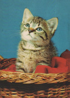 CAT KITTY Animals Vintage Postcard CPSM #PAM111.GB - Gatti