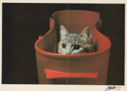 CAT KITTY Animals Vintage Postcard CPSM Unposted #PAM359.GB - Gatti