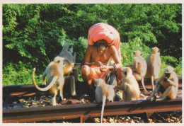 SCIMMIA Animale Vintage Cartolina CPSM #PBR961.IT - Scimmie