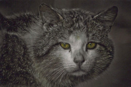 GATTO KITTY Animale Vintage Cartolina CPSM #PBQ965.IT - Cats