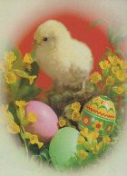 PASQUA POLLO UOVO Vintage Cartolina CPSM #PBP172.IT - Easter