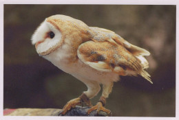 UCCELLO Animale Vintage Cartolina CPSM #PAN361.IT - Vögel