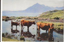 142 -  Crofters' Cattle At Eigol, Isle Of Skye - Otros & Sin Clasificación